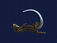 藏品(琉球藍尾石龍子)的圖片